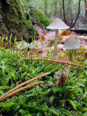 Several poisonous mushrooms grow on the green moss. Close up. Blurred leaf background