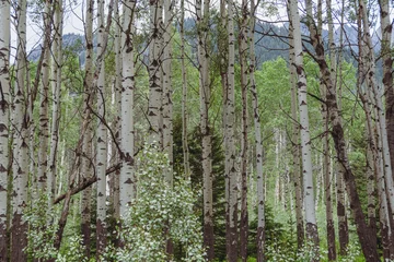 Foto auf Acrylglas Grove of birch trees growing along the Bow Valley Parkway in Banff National Park Canada © MelissaMN