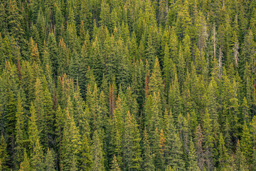 Fototapeta na wymiar Pine Trees in the Canadian Rockies