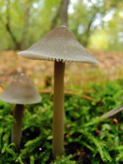 Two poisonous mushrooms with dew on their caps grow on green moss. Close up. The background is blurred