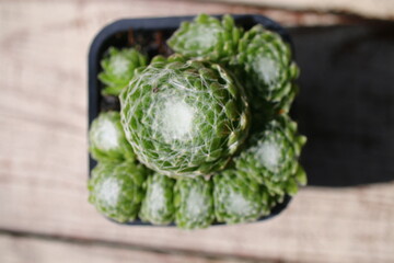 rojnik pajęczynowaty