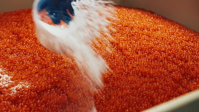 A container with red salmon caviar is sprinkled with salt at the factory.