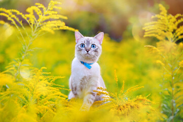 Beautiful cat with blue eyes at the meadow with yellow flowers