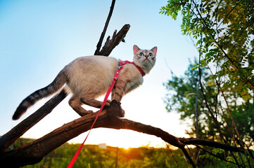 Blue eyed cat walking on the leash standing on the branch