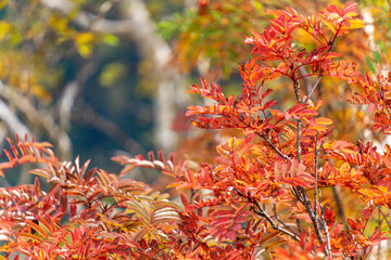 【北アルプス】ナナカマド