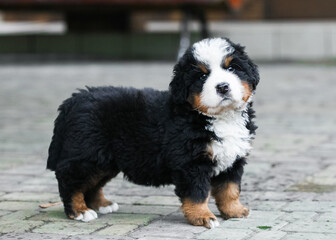 Bernese Mountain Dog puppy walking