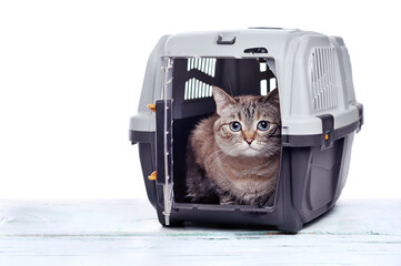 Cat sitting in the plastic pet carrier box
