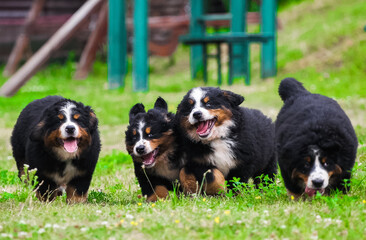 Many Bernese Mountain Dog puppies are walking - obrazy, fototapety, plakaty