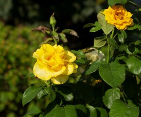 Yellow roses on a background of green leaves. Blooming yellow roses in the city park.