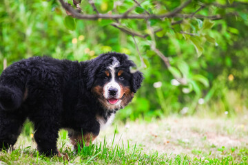 Bernese Mountain Dog puppy walking