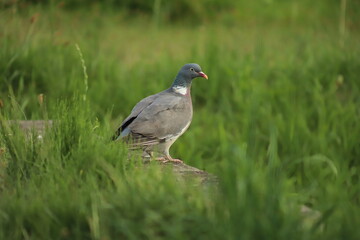 Common wood pigeon (Columba palumbus) standing in the grass, Poland