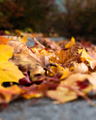 Leaf