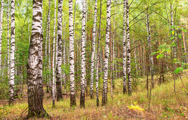 Landscape of autumn birch forest