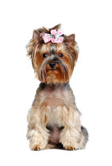 Close up front portrait of a Yorkshire Terrier