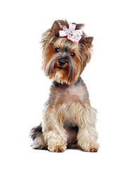 Front view portrait of a cute Yorkshire Terrier in a white studio