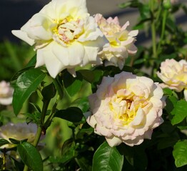 Delicate pink roses. Pink roses on a background of green leaves.