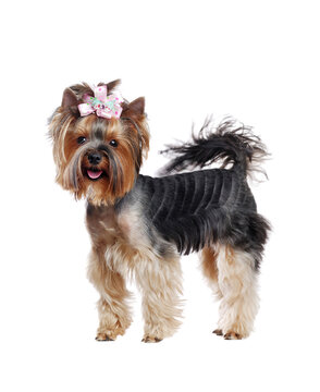 Excited Yorkshire Terrier standing in a white studio  full length picture