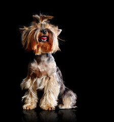 Sitting Yorkshire Terrier isolated on black looking up front view