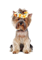 Sitting Yorkshire Terrier wearing flower headband isolated over white background