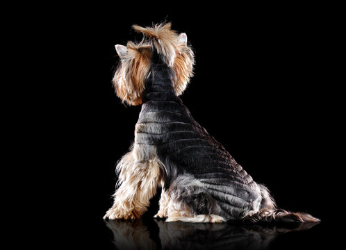 View From Back Of A Sitting Yorkshire Terrier  Isolated On Black Horizontal Picture