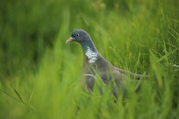 Common wood pigeon (Columba palumbus) standing in the grass, Poland