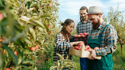 young female farmer with digital tablet in hand checks the quality of apples. two bearded male...