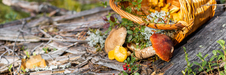 Forest mushroom boletus, cep, porcini, chanterelle collected in a wooden wicker basket. Late summer...