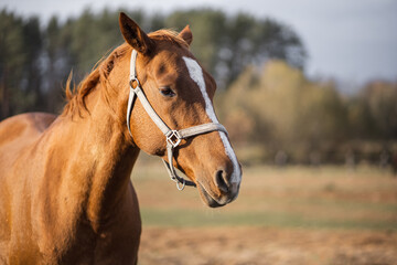Obraz premium Portrait of a red horse head on a green forest background