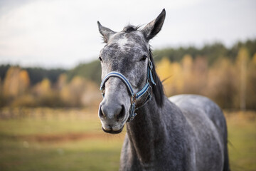 Portrait of a gray horse head on a green forest background. Animal upright ears