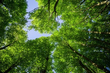 Lush Green Beech Tree Forest in Spring,,