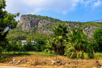 Exotic vegetation on the Mediterranean coast. Turkish palms. The green province of Antalya in Turkey. Background