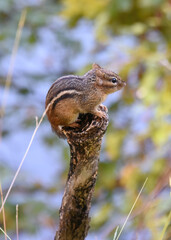 An Eastern Chipmunk, Tamias striatus, perches atop a small tree stump on an autumn day in Maryland