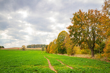 Fototapeta na wymiar Field by autumn in Brzesko