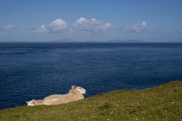 Sheep rest on the cliffs of Neist Point Lighthouse on the Isle of Skye, Scottish Highlands