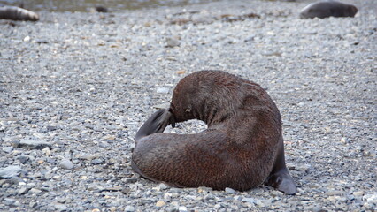 Obraz premium Antarctic fur seal (Arctocephalus gazella) at Stromness, South Georgia Island