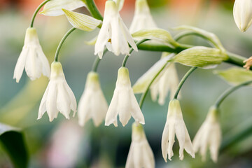 Galtonia candicans (Syn. Ornithogalum candicans) flower. This plant is also known as summer...