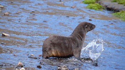 Antarctic fur seal (Arctocephalus gazella) in a river at Stromness, South Georgia Island