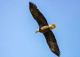 Bald eagle in flight
