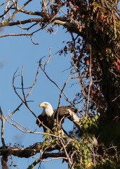 american bald eagle