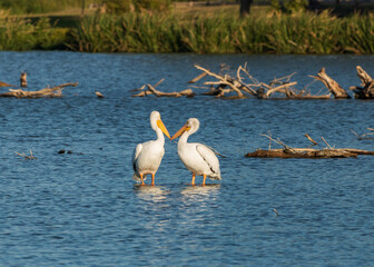 pelicans kissing on the water
