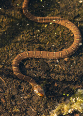 snake in the water