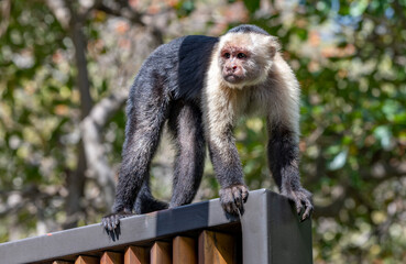 Monkey
