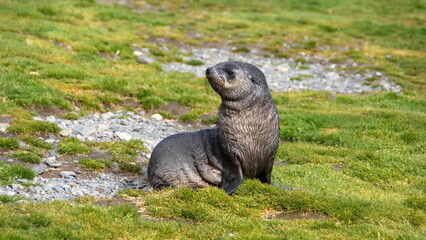 Antarctic fur seal (Arctocephalus gazella) in the grass at Stromness, South Georgia Island