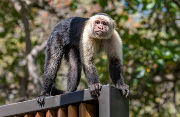 White-Faced Capuchin 
