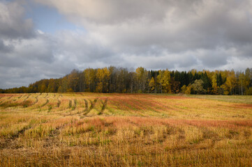 Fototapeta na wymiar Autumn rural landscape with rich autumn colors of fields and forest. October in countryside