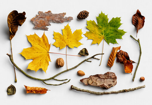 Autumn Nature Items Scene Creator