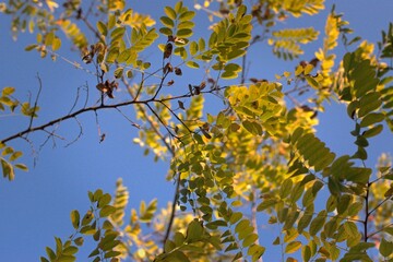 Autumn landscape painted with a brush of nature in bright colors of autumn tree leaves in the park against the blue sky selective focus, bokeh, blurred background