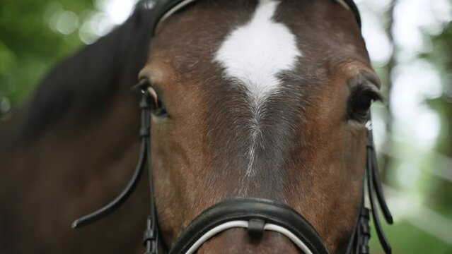 White spot on short hair of brown bay horse nose, close-up.