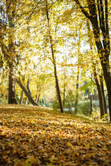 autumn in the forest