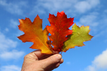 Three oak leaves in hand held  by stems